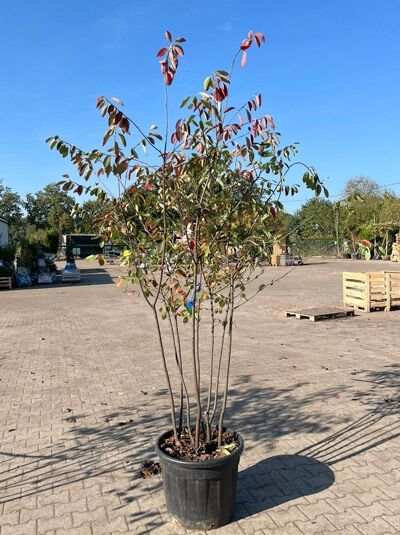 Kupfer-Felsenbirne 200 - 250 cm Schirmform / Amelanchier lamarckii (1577382)