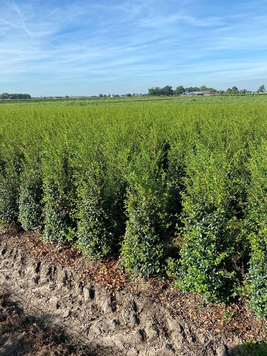 Frhlings-Duftblte - Osmanthus burkwoodii - Baumschule NewGarden