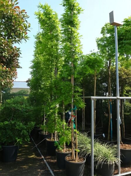 Blauregen 'Issai' (Wisteria floribunda 'Domino' / Wisteria formosa 'Issai'), 450–500 cm, C35, im Topf mit Rankhilfe.