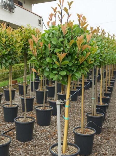 Photinia fraseri 'Red Robin' / Glanzmispel 'Red Robin' Hochstamm 90 cm Stamm im Topf, grünes Laub mit rotem Austrieb