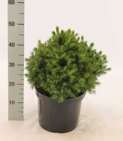 Picea abies 'Tompa' / Gemeine Fichte 'Tompa', kompakter Nadelgehölz-Busch im schwarzen C12-Topf, 30–40 cm hoch