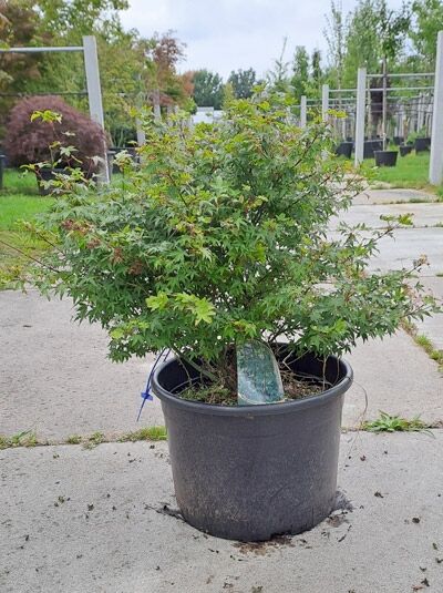 Japanischer Fächer-Ahorn Acer palmatum 'Murasaki Kiyohime', 60–80 cm, im Container, buschiger Wuchs mit gelappten Blättern