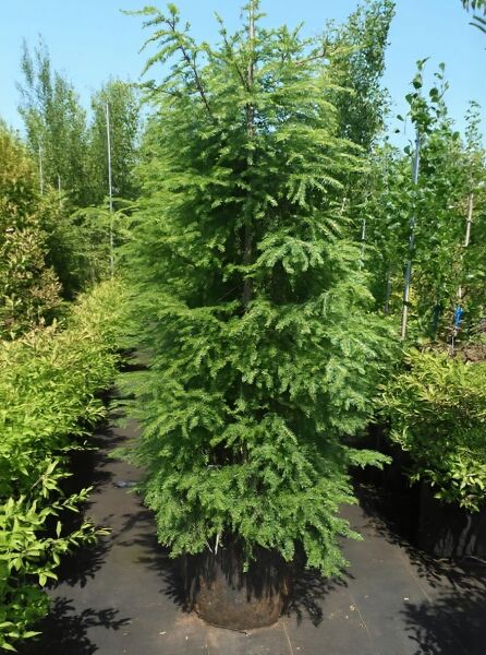 Tsuga canadensis / Kanadische Hemlocktanne 175-200 cm C90, aufrecht wachsender Nadelbaum mit locker überhängenden Zweigen im Container