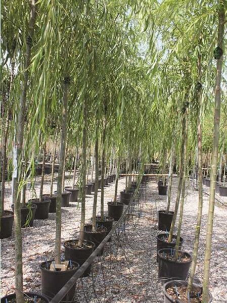 Babylonische Trauer-Weide / Tränen-Weide / Salix babylonica