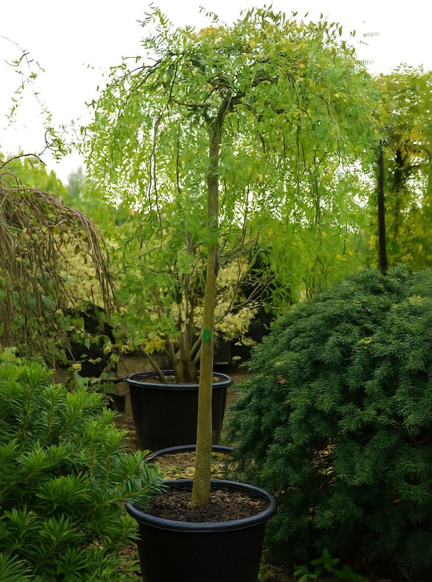 Hngender Perlschnurbaum / Hngender Honigbaum - Sophora japonica 'Pendula'