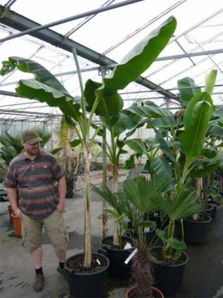 Musa basjoo (Winterharte Banane/Japanische Faserbanane) im Topf, ca. 125–150 cm, C35, mit großen grünen Blättern