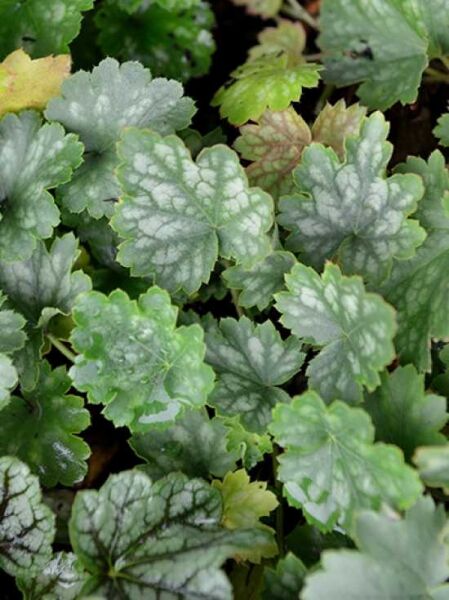 Heuchera sanguinea 'White Cloud' / Garten-Purpurglöckchen 'White Cloud'