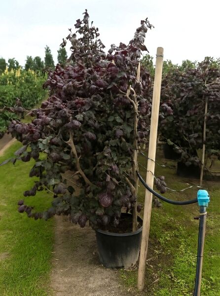 Blut-Korkenzieher-Hasel (Corylus avellana 'Red Majestic ®') im Topf C80, 175-200 cm, rotblättrig mit gedrehten Zweigen