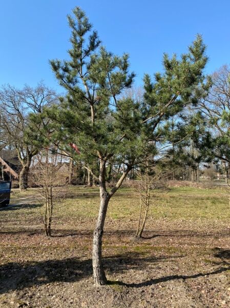 Pinus sylvestris 'Norske Typ' – Norwegische Kiefer/Föhre als Charakterbaum mit aufrechtem Stamm und locker verzweigter Krone