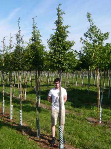 Carpinus betulus (Hainbuche/Weißbuche) Hochstamm 12-14 StU mit Drahtballen, schlanker Stamm mit grüner Krone.