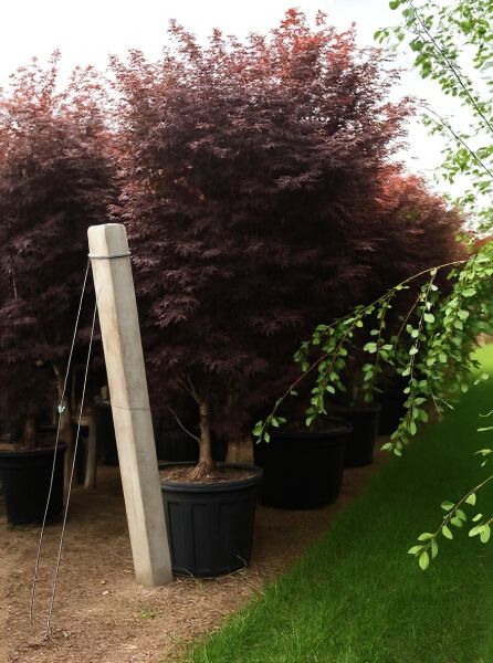Roter Fächer-Ahorn (Acer palmatum 'Atropurpureum') im Container C350, Baum mit dunkelrotem Laub, 300–350 cm