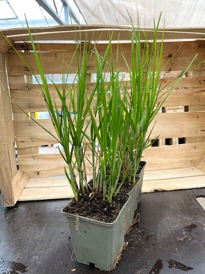 Carex muskingumensis (Palmwedel-Segge) im P9-Topf, horstbildendes Ziergras mit schmalen, aufrechten grünen Blättern