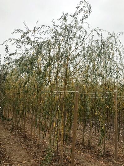 Salix babylonica, Babylonische Trauer-Weide, Hochstamm 18-20 StU m. Db., mit langen, herabhängenden Zweigen in der Baumschule