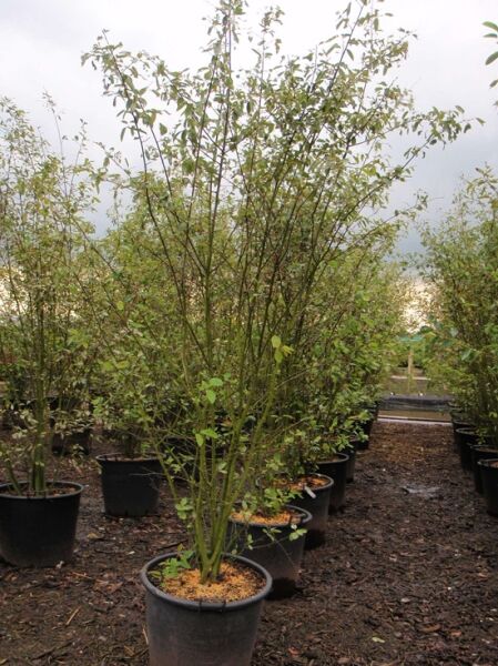 Kupfer-Felsenbirne (Amelanchier lamarckii) im Topf, mehrstämmiger Strauch, 200–250 cm, C110.
