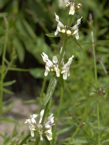 Stachys recta / Aufrechter Ziest