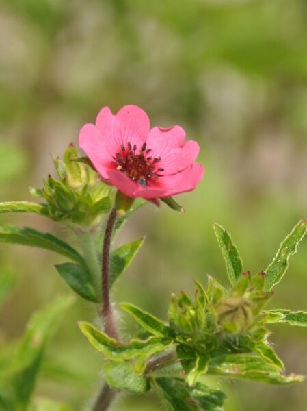 Fingerkraut 'Ron McBeath' / Potentilla nepalensis 'Ron McBeath'