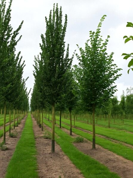 Ulmus 'Columella' / Säulen-Ulme 'Columella' Hochstamm, säulenförmige Krone, Baumreihe in der Baumschule.