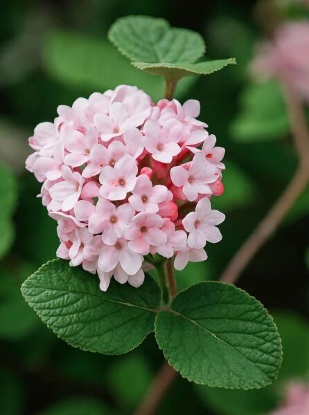 Viburnum carlesii 'Aurora' / Koreanischer Duft-Schneeball 'Aurora' mit rosafarbenem Blütenball und grünen Blättern