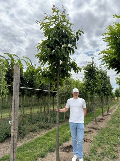 Purpur-Erle (Alnus spaethii) Hochstamm 12-14 StU mit Drahtballen, junger Baum mit schlankem Stamm und belaubter Krone.