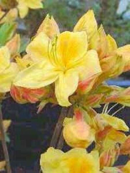 Sommergrüne Azalee / Azalea mollis