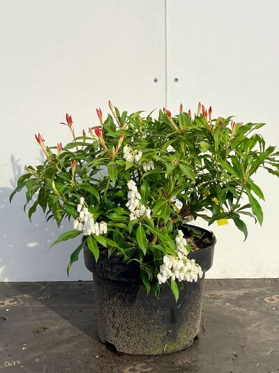 Pieris japonica 'Valley Rose' / Japanische Lavendelheide 'Valley Rose' 20–30 cm C5 im Topf mit weißen Blütentrauben und rotem Austrieb