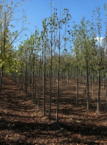 Malus baccata 'Street Parade' / Kirschapfel 'Street Parade' Hochstamm, junge Bäume in Baumschulreihe mit Laub am Stamm.