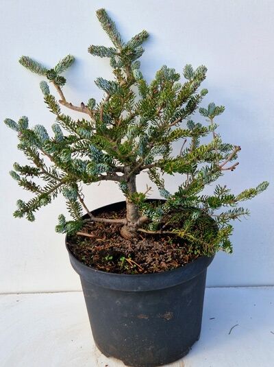 Korea-Tanne (Abies koreana) 'Silberlocke', 25–30 cm, im C3-Topf, junger Nadelbaum mit dichtem Wuchs und kurzen Trieben.