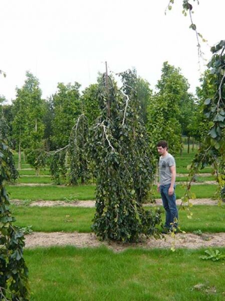 Hänge-Buche (Fagus sylvatica 'Pendula') 350-400 cm mit Drahtballen, hängender Wuchs, dichtes grünes Laub im Feldbestand