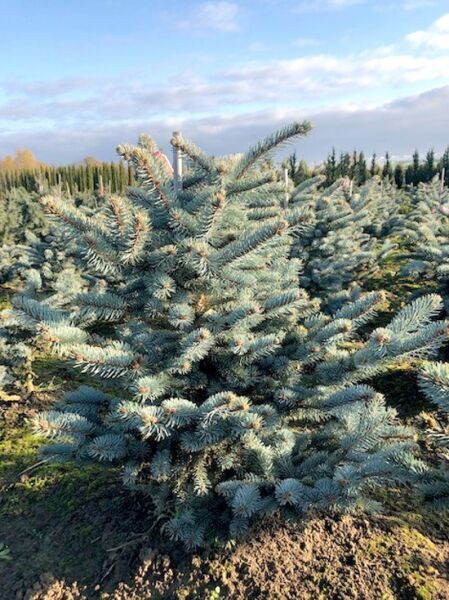 Blaufichte 'Bialobok' / Picea pungens 'Bialobok'