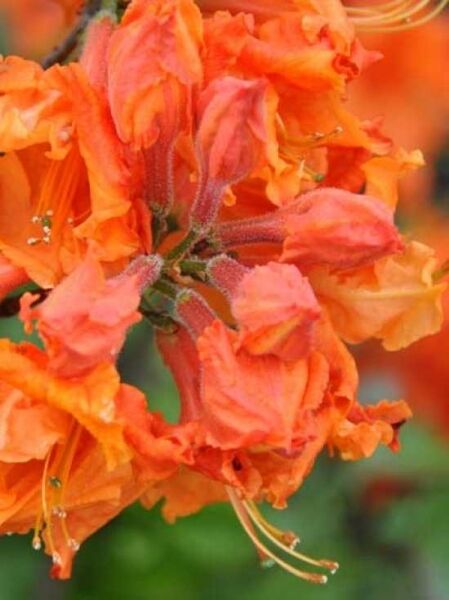 Laubabwerfende Azalee 'Gibraltar' / Azalea luteum 'Gibraltar' (Knap-Hill)