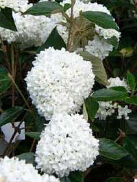Schneeball 'Eskimo' / Viburnum 'Eskimo ®'