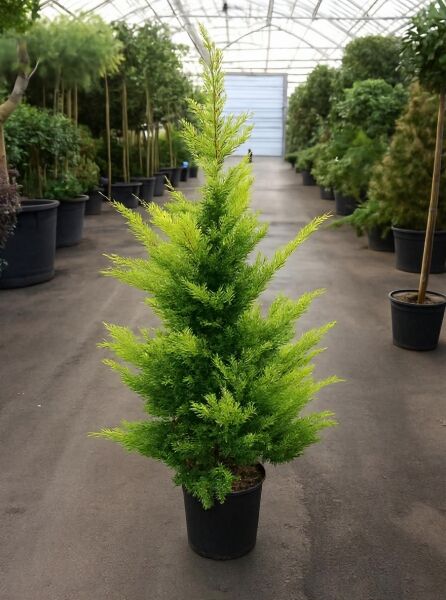 Leyland Zypresse 'Gold Rider' (Cupressocyparis leylandii) 150-175 cm, C20, im schwarzen Topf, kegelförmiger Wuchs, goldgrüne Nadeln.