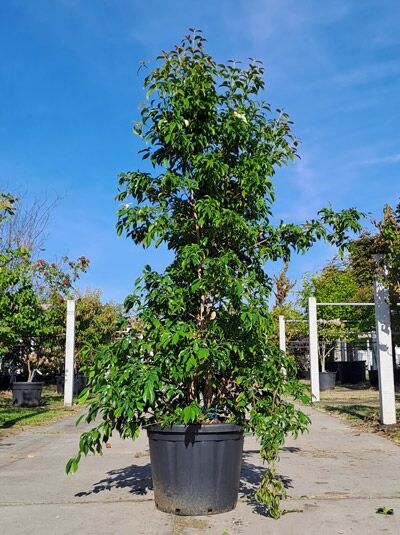 Cornus hongkongensis (Hongkong-Hartriegel) 200-250 cm im Container, mehrstämmiger Strauch mit dichtem, grünem Laub.
