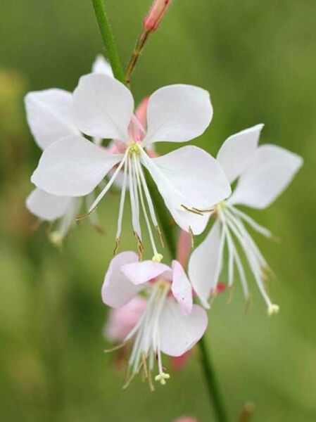 Prachtkerze 'Corrie's Gold' (Gaura lindheimeri) mit weißen, zarten Blüten und langen Staubfäden am grünen Stiel.