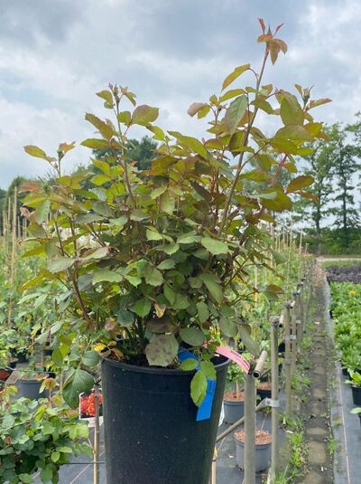 Rosa 'Institut Lumiere' (Beetrose) im C5-Container, buschiger Wuchs mit grünem Laub und jungen Trieben.