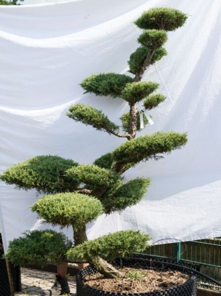 Juniperus media 'Hetzii' H: 210 cm B: 150 cm / Garten-Bonsai (632)