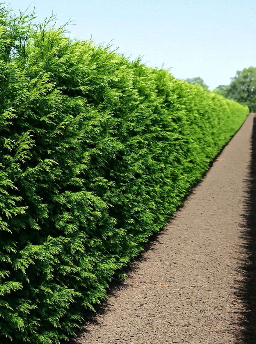 Lebensbaum Excelsa / Fertighecke / Heckenelement 200 cm - Thuja plicata  'Excelsa'
