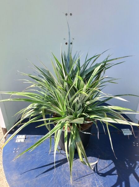 Maori-Flachs Astelia chathamica ’Silver Spear‘, 60–80 cm, C20, im Topf mit schmalen, silbrig-grünen, lanzettlichen Blättern