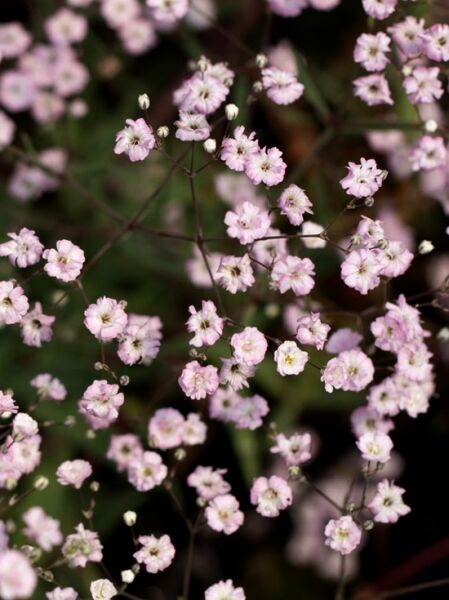 Gypsophila paniculata Festival Pink  /
