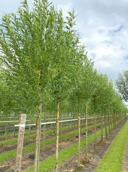 Salix alba 'Chermesina' (Silber-Weide/Weiß-Weide) Hochstamm 12-14 StU mit Drahtballierung, auf Feldreihe kultiviert