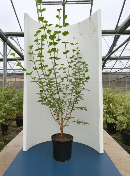 Viburnum carlesii 'Juddii' / Koreanischer Duft-Schneeball 'Juddii' 150-175 cm C20, mehrtriebiger Strauch im Container