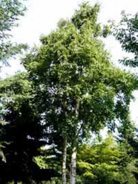 Betula ermanii / Gold-Birke / Ermans-Birke