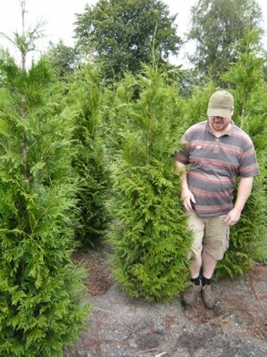 Große Thuja / Lebensbäume ab 300cm Größe günstig kaufen
