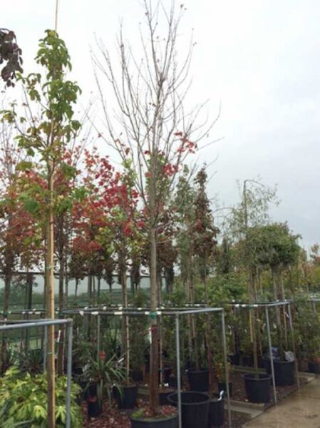 Rot-Ahorn Acer freemanii 'Autumn Blaze', Hochstamm 20-25 StU im Container, junger Baum mit rotem und grünem Laub in Baumschule