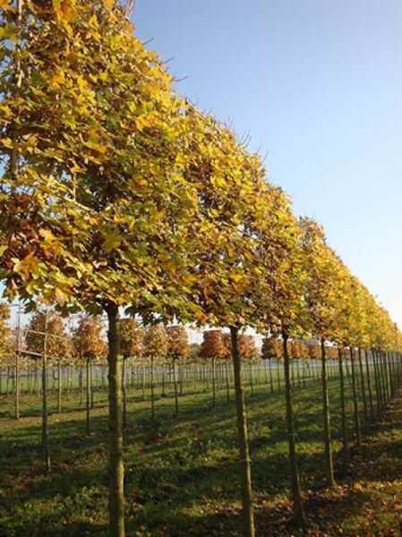 Acer campestre 'Elegant' / Feld-Ahorn 'Elegant' 'Hochstamm-Spalier' H:160 B:160 T:20 (Stamm 210 cm
