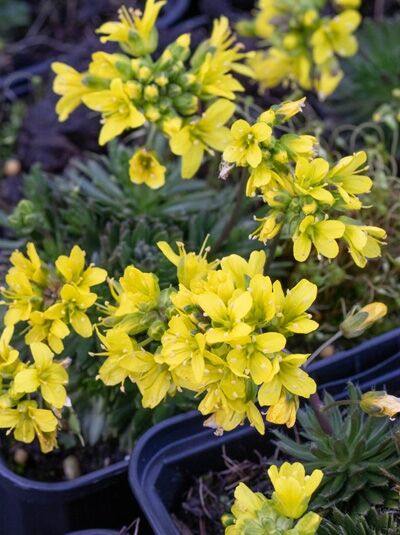 Draba aizoides / Rosetten-Hungerblümchen