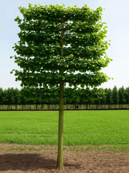 Tilia europaea Pallida / Kaiser-Linde Hochstamm-Spalier mit mehrstöckiger, rechteckiger Krone und dichtem Laub.