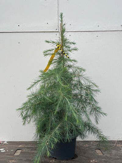 Himalaya-Zeder 'Karl Fuchs' (Cedrus deodara) 50-60 cm C5, im Topf, aufrecht wachsend mit blaugrünen Nadeln.