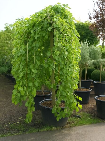 Morus alba 'Pendula' / Hängender weißer Maulbeerbaum 'Pendula', Hochstamm im Container mit herabhängender Krone und grünem Laub.