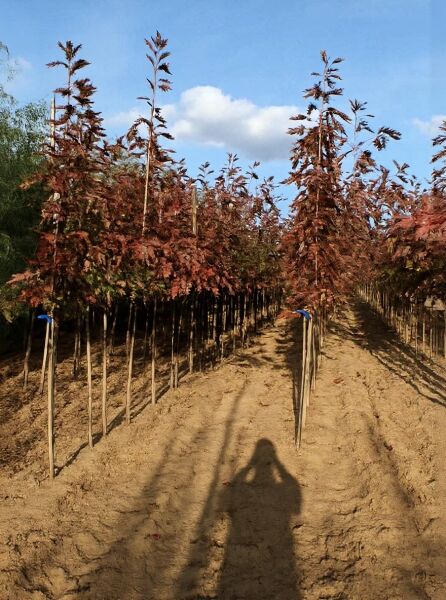 Quercus coccinea (Scharlach-Eiche) Hochstamm 8-10 StU m. B., Reihen junger Bäume mit rötlich-braunem Laub in Baumschule